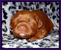 Dulcie Beckam pups 2 wks old 121