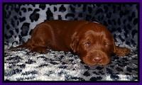 Dulcie Beckam pups 2 wks old 131