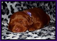 Dulcie Beckam pups 2 wks old 161