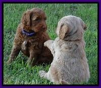 Dulcie Beckam pups 5 wks old 100