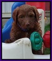 Dulcie Beckam pups 5 wks old 160