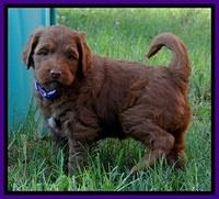 Dulcie Beckam pups 5 wks old 180