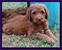 Dulcie Beckham pups 7 wks old 252