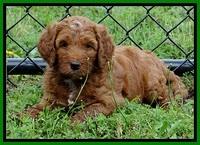 Dlucie Beckham pups 6 wks old 211