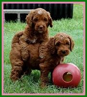 Dlucie Beckham pups 6 wks old 211