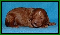 Dulcie Beckam pups 1 wk old 141
