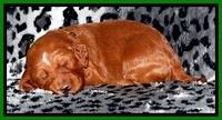 Dulcie Beckam pups 2 wks old 191