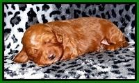 Dulcie Beckam pups 2 wks old 211