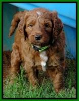 Dulcie Beckam pups 5 wks old 10