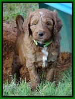 Dulcie Beckam pups 5 wks old 70