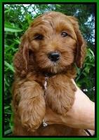 Dulcie Beckham pups 7 wks old 112