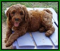 Dulcie Beckham pups 7 wks old 192