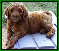 Dulcie Beckham pups 7 wks old 202