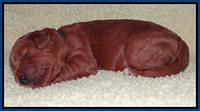 Tia Gus pups 1 wk old 20