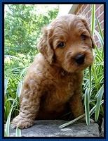 Tia Gus pups 5 wks old 10