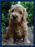 Tia Gus pups 5 wks old 20