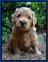 Tia Gus pups 5 wks old 50