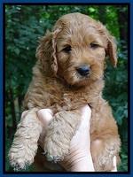 Tia Gus pups 6 wks old 111