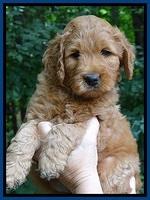 Tia Gus pups 6 wks old 131