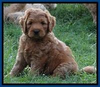 Tia Gus pups 7 wks old 101