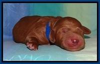 Tia Gus pups newborn 11