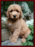 Montague family: Dooley