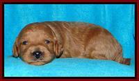 Tia Gus pups 2 wks old 190