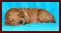 Tia Gus pups 2 wks old 210