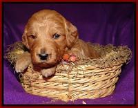 Tia Gus pups 3 wks old 151