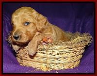 Tia Gus pups 3 wks old 171