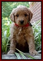 Tia Gus pups 5 wks old 70