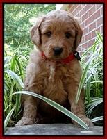 Tia Gus pups 5 wks old 90