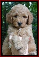 Tia Gus pups 6 wks old 51