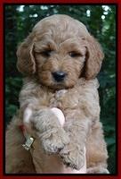 Tia Gus pups 6 wks old 61