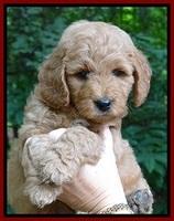 Tia Gus pups 6 wks old 71