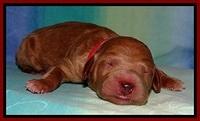 Tia Gus pups newborn 61