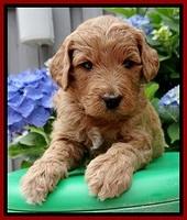 Tia and Gus 4 wks old 81