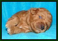 Tia Gus pups 2 wks old 90