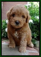 Tia Gus pups 5 wks old 110