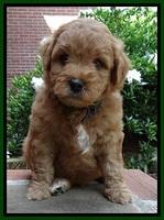 Tia Gus pups 5 wks old 120