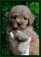 Tia Gus pups 6 wks old 11