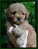 Tia Gus pups 6 wks old 21