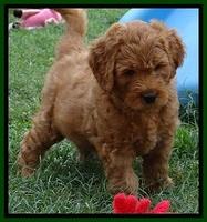 Tia Gus pups 7 wks old 301