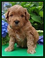 Tia and Gus 4 wks old 101