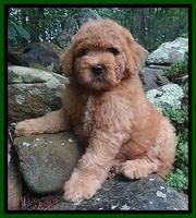 Tia gus green boy 8 wks old 11