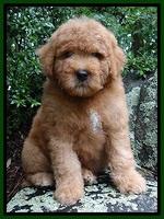 Tia gus green boy 8 wks old 31