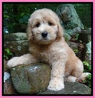 Voutas family: Sadie