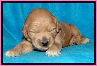 Tia Gus pups 2 wks old 120