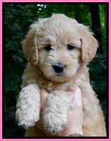 Tia Gus pups 6 wks old 101
