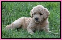 Tia Gus pups 7 wks old 141